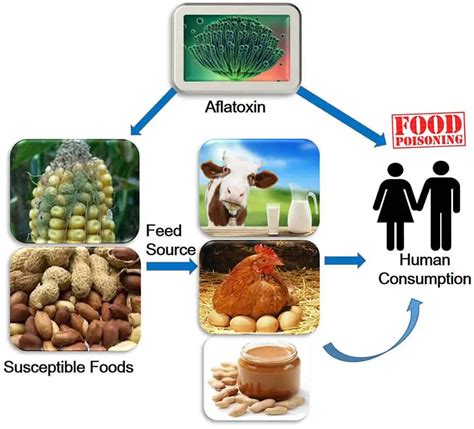 aflatoxin toxicity